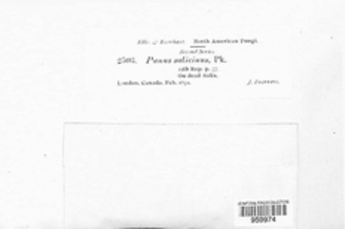 Panellus image